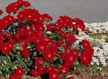 Encyklopedia roślin: Roza okrywowa  Austriana  Ma czerwone kwiaty