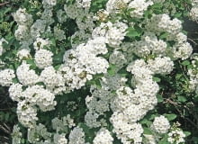Encyklopedia roślin: Tawula van Houtte a  Spiraea vanhouttei