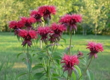 Encyklopedia roślin: Pysznoglowka ogrodowa  Monarda hybrdia