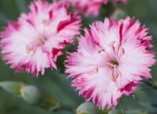 Encyklopedia roślin: Gozdzik ogrodowy  Dianthus caryophyllus   Grenadin