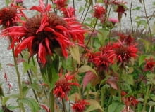 Encyklopedia roślin: Pysznoglowka dwoista  Monarda didyma