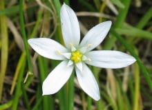 Encyklopedia roślin: Sniedek baldaszkowaty  Ornithogalum umbellatum   M