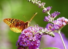 Budleja to ulubiony krzew motyli