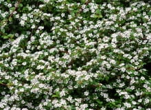 Encyklopedia roślin: Irga Dammera  Cotoneaster dammeri  syn  C  humifus