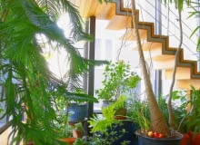 Oranżeria przy domu na warszawskim Żoliborzu zajmuje aż dwie kondygnacje. Na pierwszym planie araukaria i olbrzymia juka.