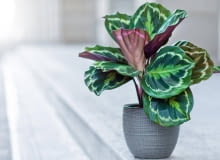 Calathea roseopicta