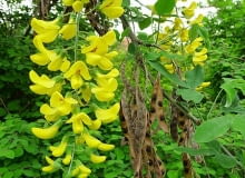 Encyklopedia roślin: Zlotokap pospolity  Laburnum anagyroides  synonim