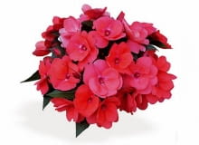 Encyklopedia roślin: Niecierpek nowogwinejski  Delias improved