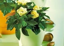 25.08.2009 KROSANDRA ( CROSSANDRA INFUNDIBULIFORMIS ) ( KOLOR POMARANCZOWY ) , GARDENIA ( GARDENIA JASMINOIDES ) ( KOLOR ZOLTY ) - ROSLINY DONICZKOWE , KWIATY KWIETNIK STYLIZACJA JOANNA WOYDA FOT. AGATA JAKUBOWSKA / AGENCJA GAZETA PUBLIKACJA KWIETNIK NR 11 (179) - 11 2009