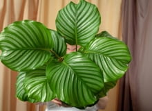 Calathea orbifolia