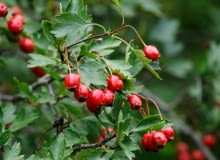 głóg jednoszyjkowy