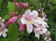 Encyklopedia roślin: Kolkwicja chinska  Kolkwitzia amabilis