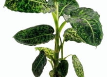 Encyklopedia roślin: KWIATY W MIESZKANIU  Difenbachia znakomicie czuje