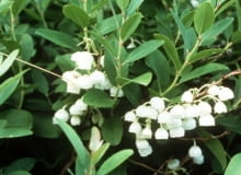 Encyklopedia roślin: Zenobia  Zenobia pulverulenta