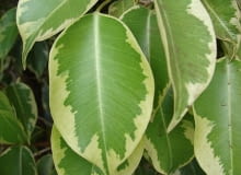 Encyklopedia roślin: Figowiec benjamina  Ficus benjamina