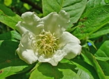 Encyklopedia roślin: Nieszpulka