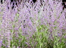 Perowskia osiąga nawet 120 cm wysokości i szerokości. Jej pędy lekko się przewieszają