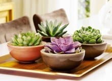 Encyklopedia roślin: Eszewerie