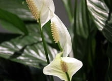 Encyklopedia roślin: Skrzydlokwiat  Spathiphyllum wallisii