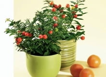 Encyklopedia roślin: WYSTROJ WNETRZ   ZIELEN  Psianka dobrze rosnie w p