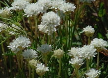 Encyklopedia roślin: Zawciag piaskowy  Armeria plantain