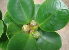 Encyklopedia roślin: Figowiec deltoistny  Ficus deltoidea