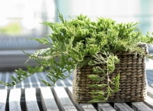 Encyklopedia roślin: Jalowiec plozacy  Juniperus horizontalis   Prince