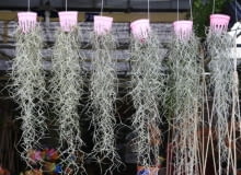 Encyklopedia roślin: Oplatwa brodaczkowata  Tillandsia usneoides  zwana