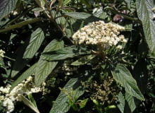 Encyklopedia roślin: Kalina sztywnolistna  Viburnum rhytidophyllum  ma