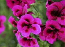 26.06.2009 ZABORZE K/KOSWIECIMIA PLANTPOL - FIRMA PRODUCENT ROSLIN - DZIEN OTWARTY ZDJECIA DLA : OGRODY , KWIETNIK N/Z PELARGONIUM GRANDIFLORA 'Aristo Burgundy' FOT. MICHAL MUTOR / AGENCJA GAZETA