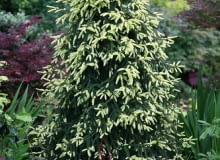 Encyklopedia roślin: Swierk kaukaski  Picea orientalis   Aurea