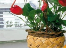 ANTURIUM SCHERZERA ANTHURIUM SCHERZERIANUM ROSLINA DOMICZKOWA TRUJACA KUCHNIA WNETRZE POJEMNIK OSLONKA KOSZYK PLECIONE