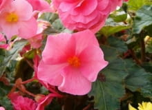 Encyklopedia roślin: Begonia bulwiasta  Begonia tuberhybrida