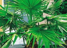 Encyklopedia roślin: Waszyngtonia nitkowata  Washingtonia filifera