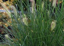 Encyklopedia roślin: Rozplenica japonska  inaczej splaszczona  Penniset