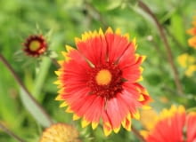 gailardia
