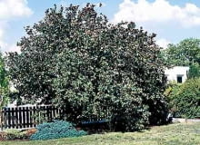 LESZCZYNA ZWYCZAJNA CORYLUS AVELLANA KRZEW OWOCOWY FOT PAWEL SLOMCZYNSKI SLAJD DUZY PUBLIKACJA OGRODY NR 2 (46) - 2.2003