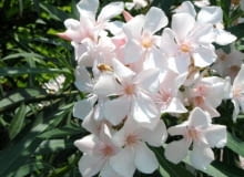 22.06.2003 WLOCHY GENUA KRZEWY LISCIASTE KWIATY OZDOBNE ROSLINY DONICZKOWE OLEANDER KWIATY ODMIANY