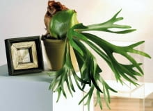 15.11.2006 WARSZAWA DLA KWIETNIK ROSLINA DONICZKOWA ROSLINY DONICZKOWE PAPROC PAPROTKA PAPROCIE NZ LOSIE ROGI PLATYCERIUM BIFURCATUM STYLISTKA: ANETA KOSIBA FOT. LUKASZ ZANDECKI / AGENCJA GAZETA PUBLIKACJA KWIETNIK NR 2 (146) - 2 2007