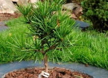 Encyklopedia roślin: Sosnica japonska  Sciadopitys verticillata