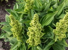 Ciemiężyca zielona (Veratrum lobelianum)