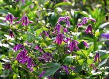 Powojnik (clematis) 'Pangbourne Pink'