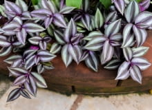 Trzykrotka (Tradescantia)