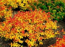 Tawuła japońska (Spiraea japonica) 'Gold Flame'