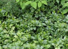 ROSLINY OKRYWOWE PROPOZYCJE