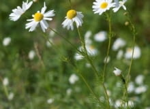 Encyklopedia roślin: Rumianek