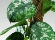 30.03.2007 ROSLINY DONICZKOWE LISCIE DWUBARWNE SCINDAPSUS PSTRY SESJA DLA KWIETNIK FOT. ARKADIUSZ SCICHOCKI / AGENCJA GAZETA PUBLIKACJA KWIETNIK NR 6 (150) - 6 2007