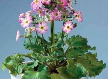 PIERWIOSNEK SLIMAKOWATY PRIMULA MALACOIDES KWIAT ROZOWY DONICZKA OSLONKA ROSLINA DONICZKOWA FOT PAWEL SLOMCZYNSKI SLAJD DUZY PUBLIKACJA KWIETNIK NR 2 (98) - 2.2003