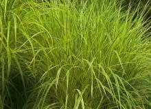 Kępy miskanta chińskiego 'Variegatus' wyróżniają się białym paskowaniem. Kwitną na biało.