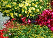 Złocień krzewisty może zastąpić na rabacie pięciornika